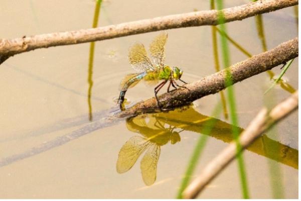 Dragonfly