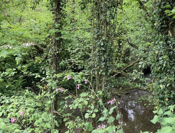 Droopy Ivy in a Landulph Rainforest